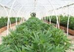 Marijuana-growing-in-Canada-825x340